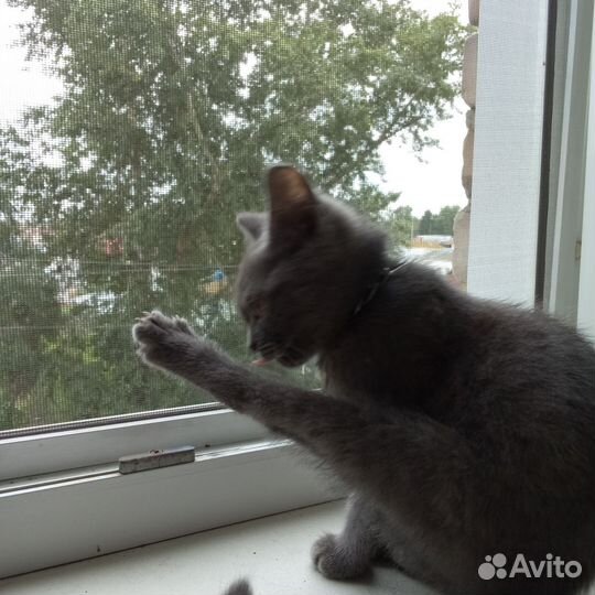 Секрет кота Бориса