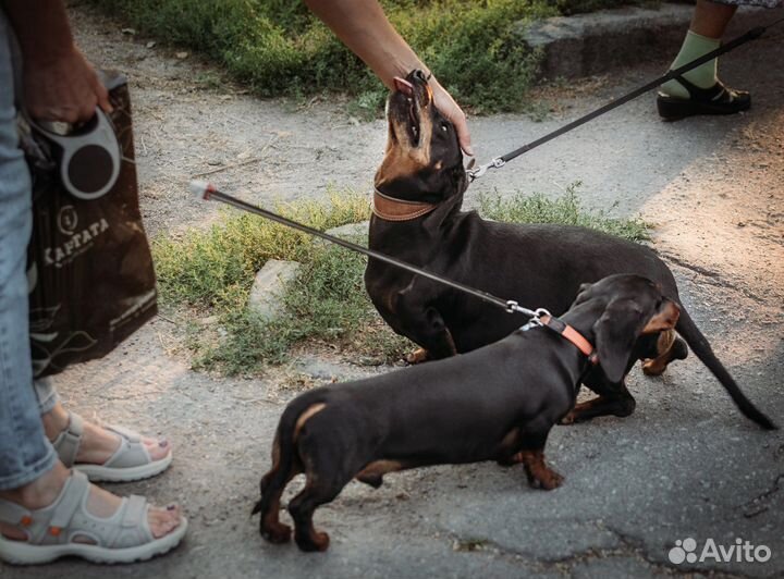 Такса в добрые руки