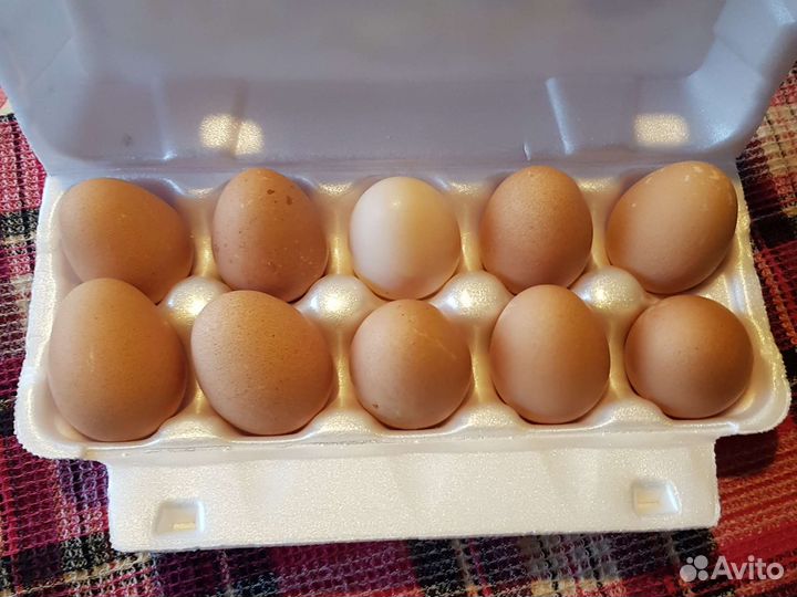 Яйцо домашнее