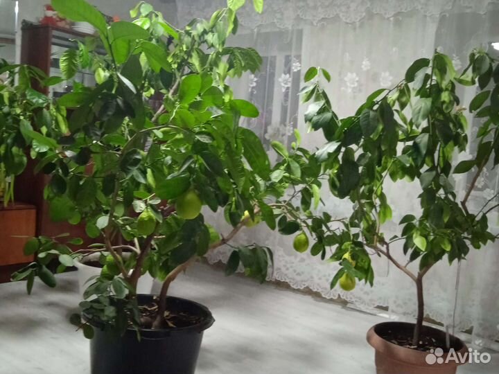 Лимонное дерево