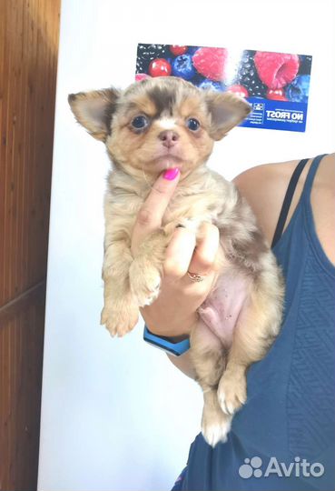 Чихуахуа д/ш шоко-мрамор с подпалом