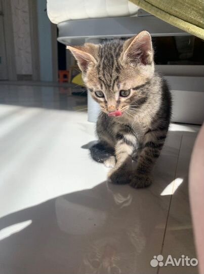 Котята в добрые руки бесплатно