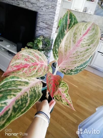 Шикарные взрослые кусты аглаонем инфинити,баттерфл