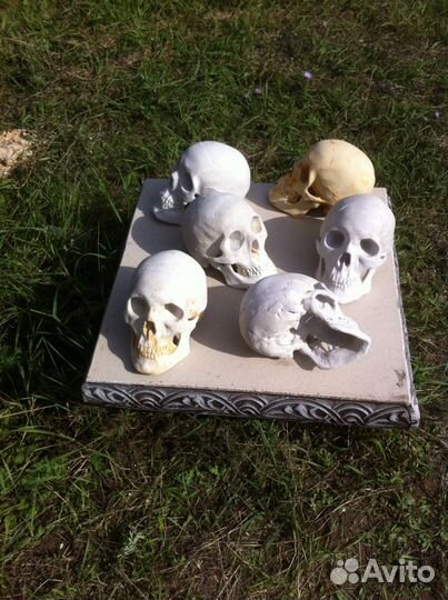 Череп гипсовый