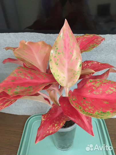 Аглаонемы тайские