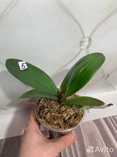 Орхидея бабочка фаленопсис