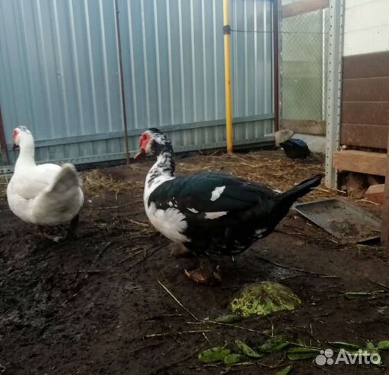 Селезни индоутки