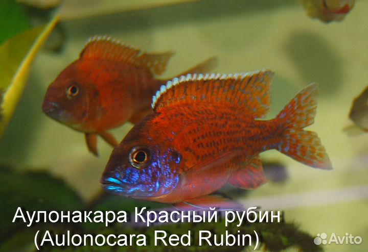Рыбы цихлиды