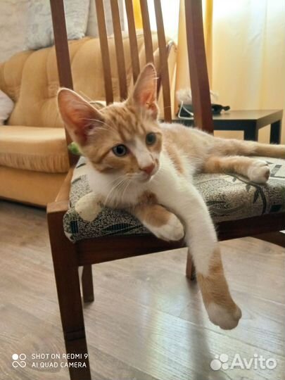 Котёнок в добрые руки