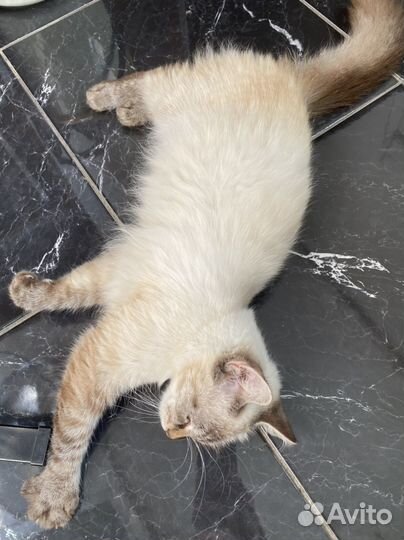 Шотландская кошка