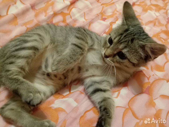 Кошечка ищет дом