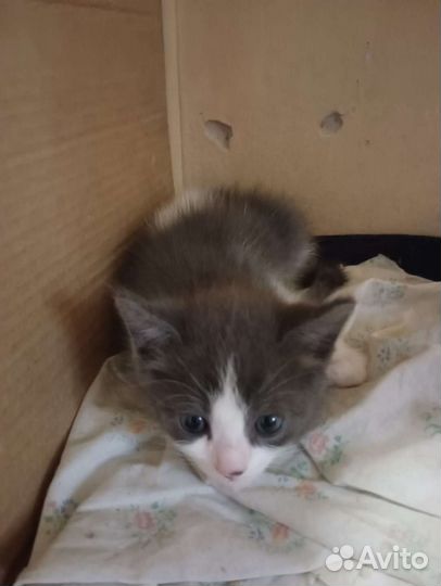 Кошки бесплатно