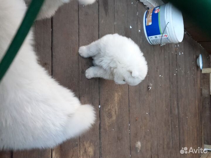 Самоедская лайка щенки