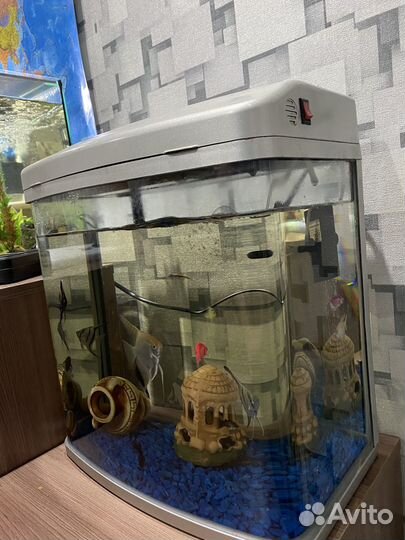 Аквариум с рыбками