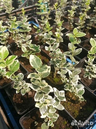 Саженцы декоративных растений