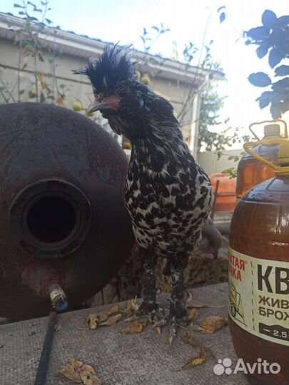 Петух павловское серебро