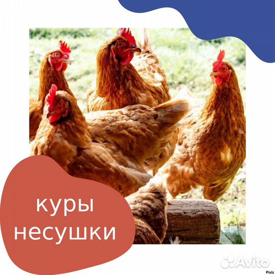 Куры несушки