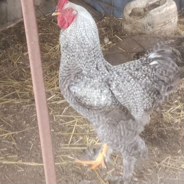 Молодые петухи