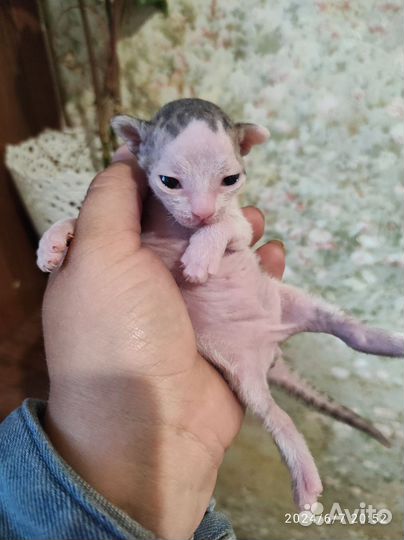 Донской сфинкс котята
