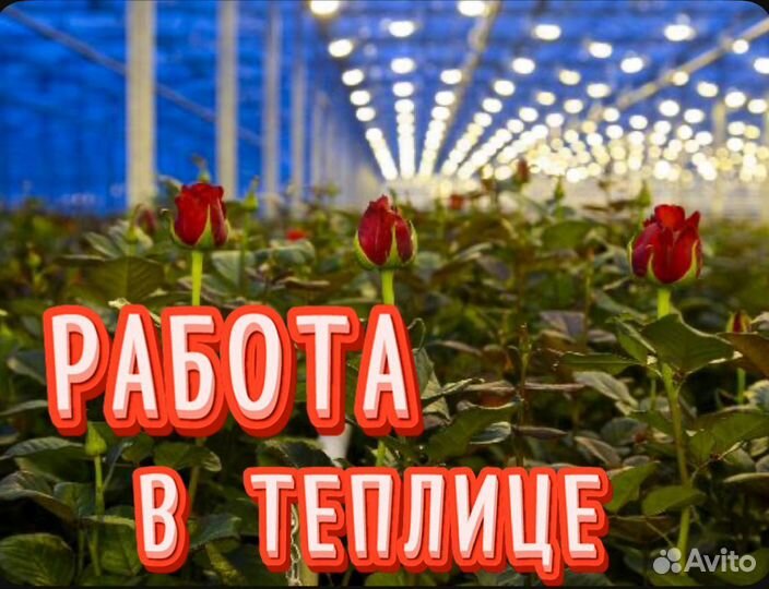 Работа в теплице Упаковщик(ца) цветов Без опыта