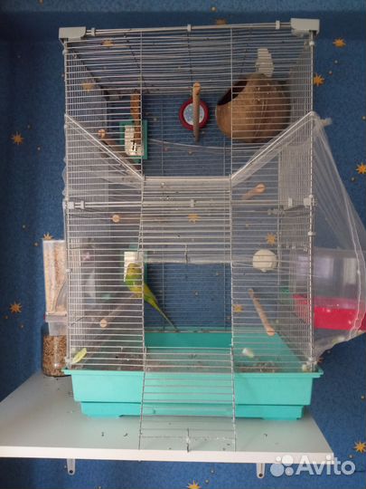 Волнистый попугай самец с клеткой