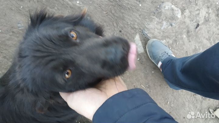 Отдам бесплатно собаку