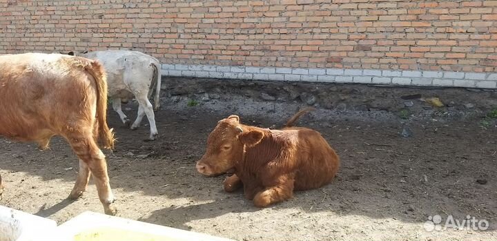 Бычки и телки