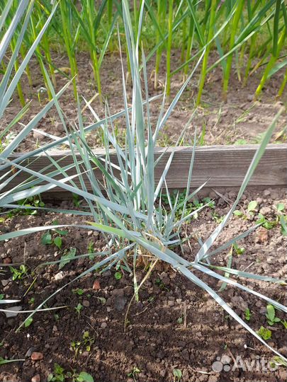 Декоративные злаки элимус, фалярис