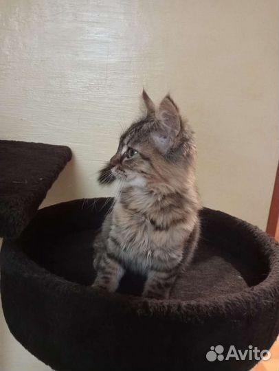 Котята мейн-кун