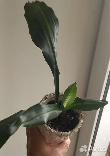 Продам Ананас, Драцену