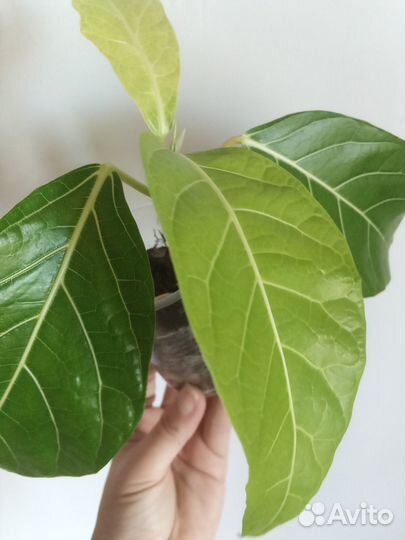 Фикусы редкие