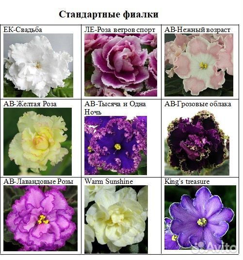 Фиалки (сенполии)