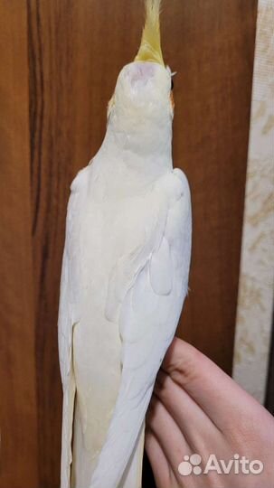 Продам полностью ручных птенцов кореллы