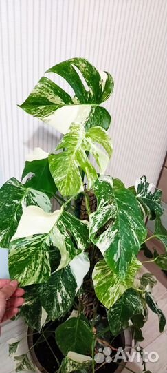 Монстра alba 130 см