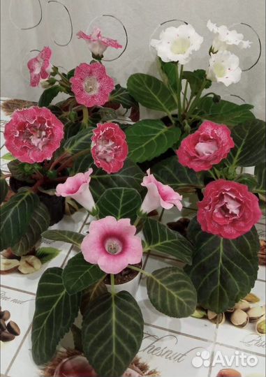 Глоксинии семена