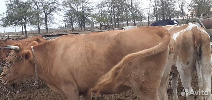 Корова высокоудойная