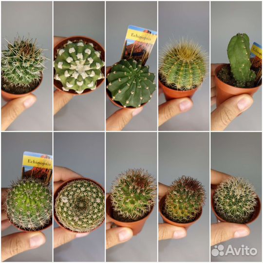 Суккуленты