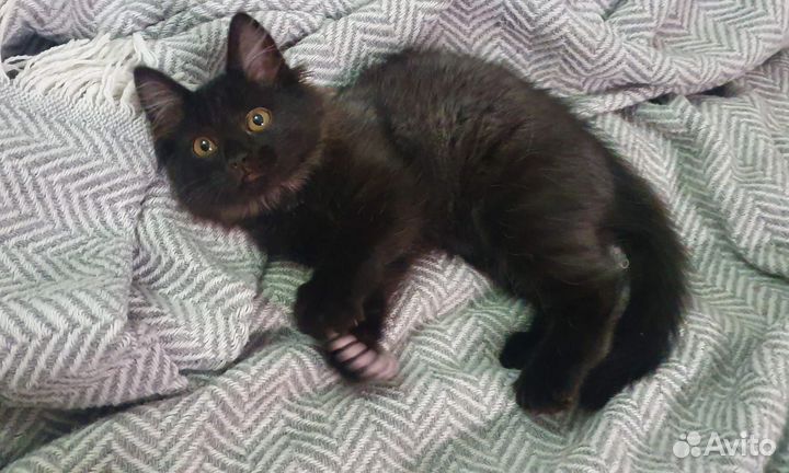 Котята в добрые руки бесплатно