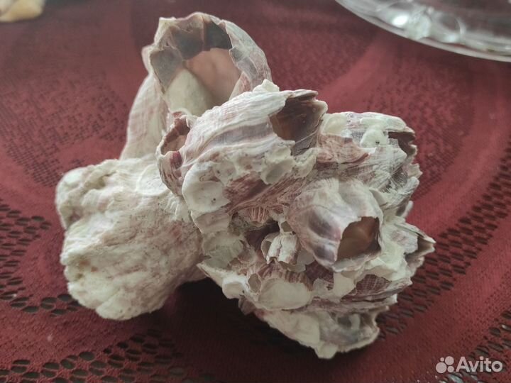 Морской коралл