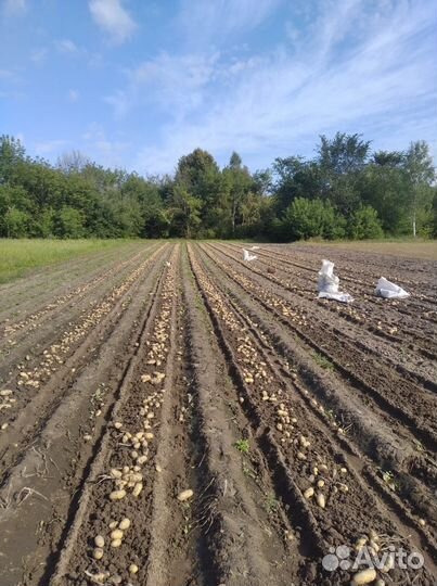 Продается крупный картофель