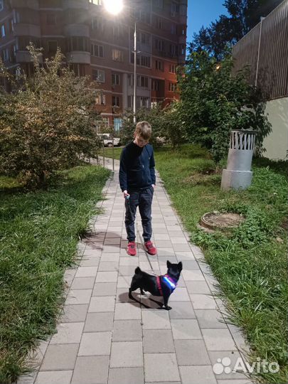 Животные на передержку