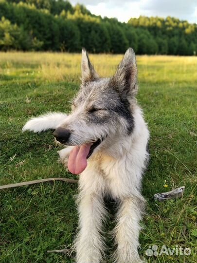 Добрая собака