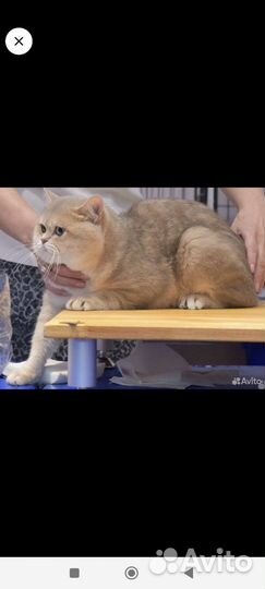 Британский кот