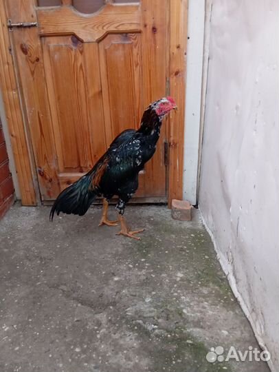 Бойцовый петя