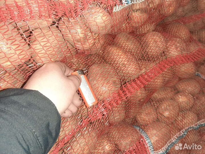 Продам картофель едовой и семенной