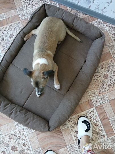 Лежанка для собак