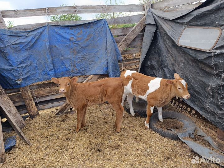 Продам телят