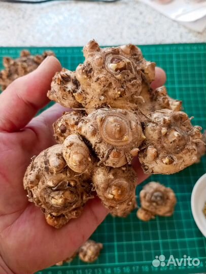 Клубни Калл и семена