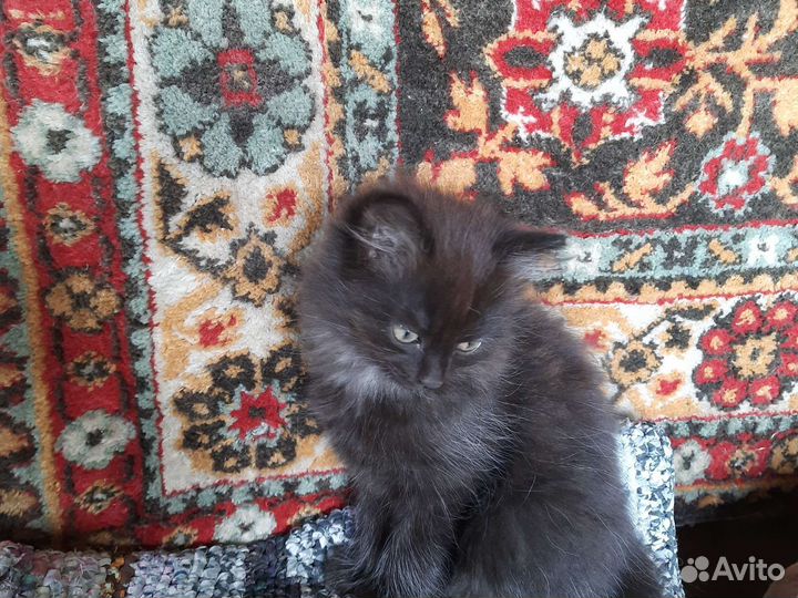 Котята в добрые руки 1 месяц