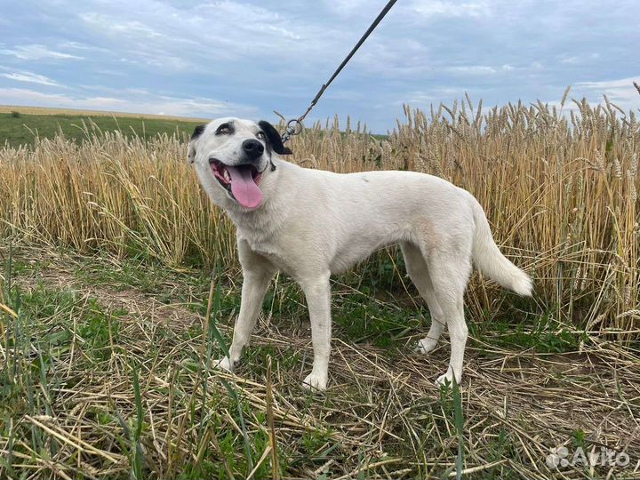 Собака в поисках дома